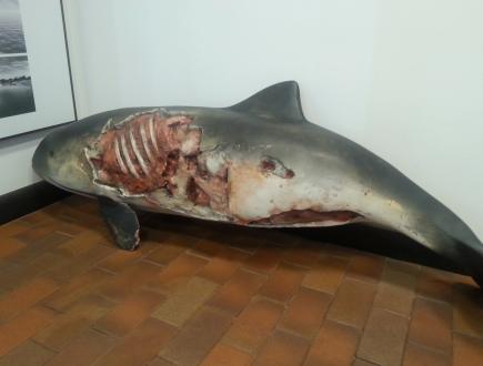 Dom Morświna w Helu 