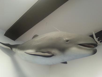 Dom Morświna w Helu 