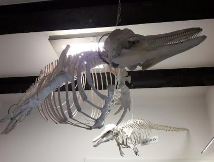 Dom Morświna w Helu 