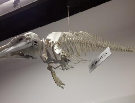 Dom Morświna w Helu 