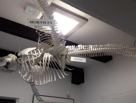 Dom Morświna w Helu 