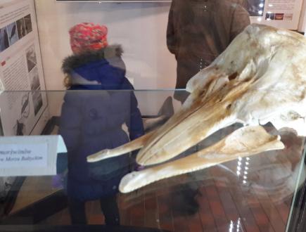 Dom Morświna w Helu 