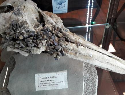 Dom Morświna w Helu 