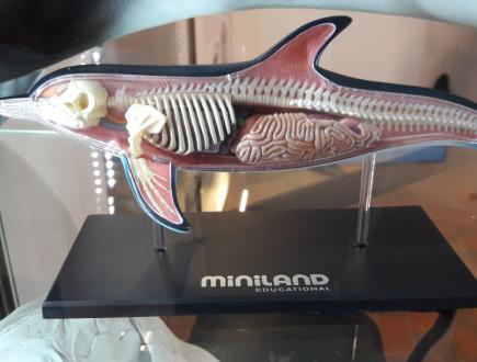 Dom Morświna w Helu 