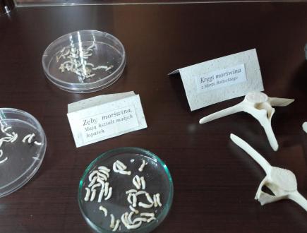 Dom Morświna w Helu 