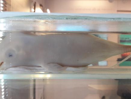 Dom Morświna w Helu 