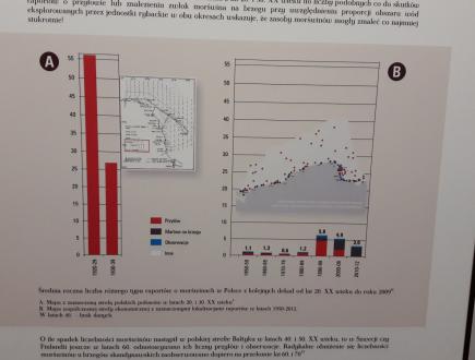Dom Morświna w Helu 