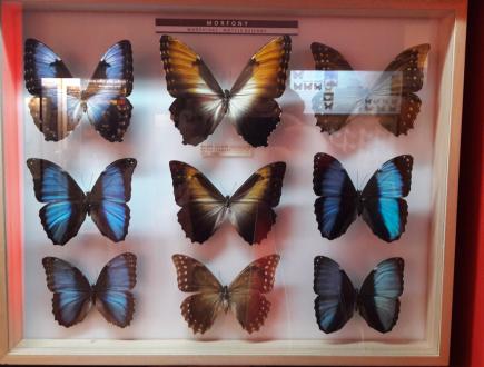 Muzeum Motyli we Władysławowie 