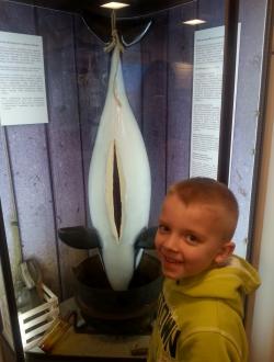 Dom Morświna w Helu 