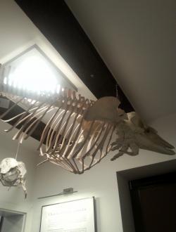 Dom Morświna w Helu 