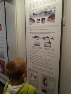 Dom Morświna w Helu 