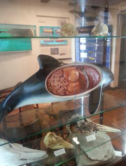 Dom Morświna w Helu 