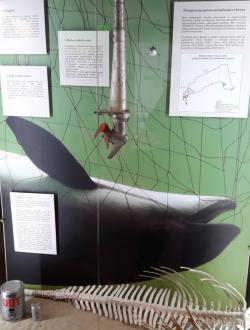 Dom Morświna w Helu 