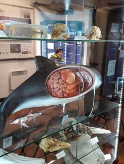 Dom Morświna w Helu 