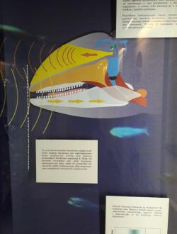 Dom Morświna w Helu 