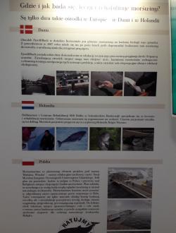 Dom Morświna w Helu 