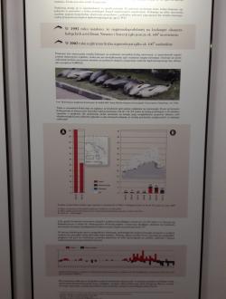 Dom Morświna w Helu 