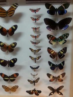 Muzeum Motyli we Władysławowie 