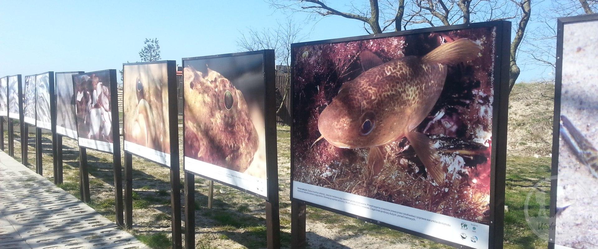 Dom Morświna w Helu